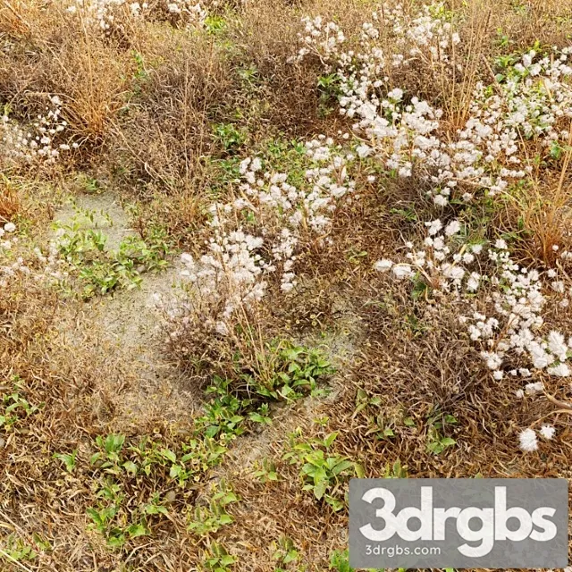 Dry meadow Dry meadow