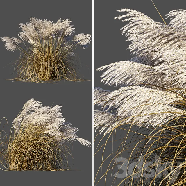 Dry Miscanthus Chinese _ Dry Miscanthus sinensis 3D Model