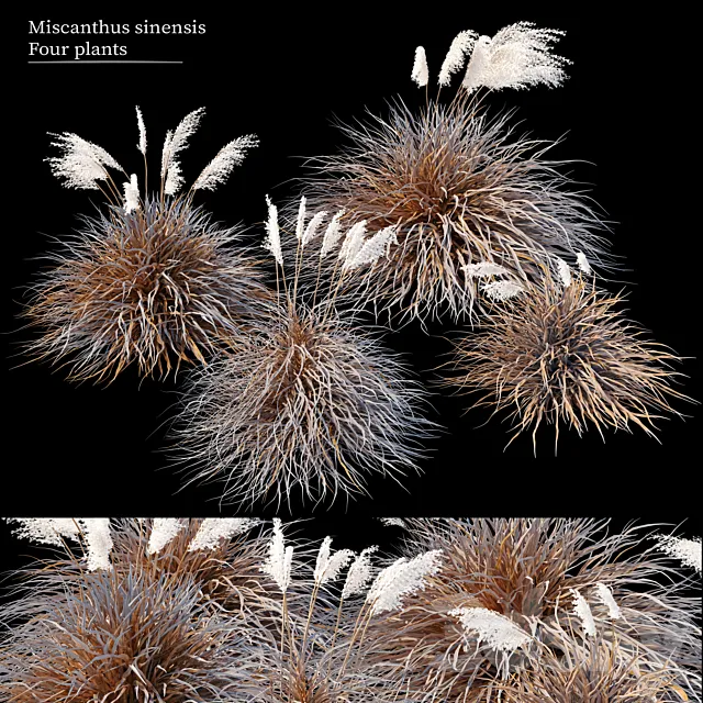 Dry miscanthus sinensis 3D Model