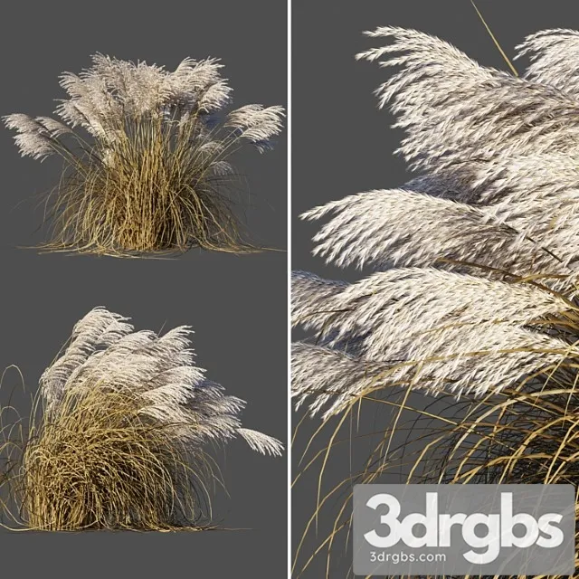 dry miscanthus sinensis dry miscanthus sinensis