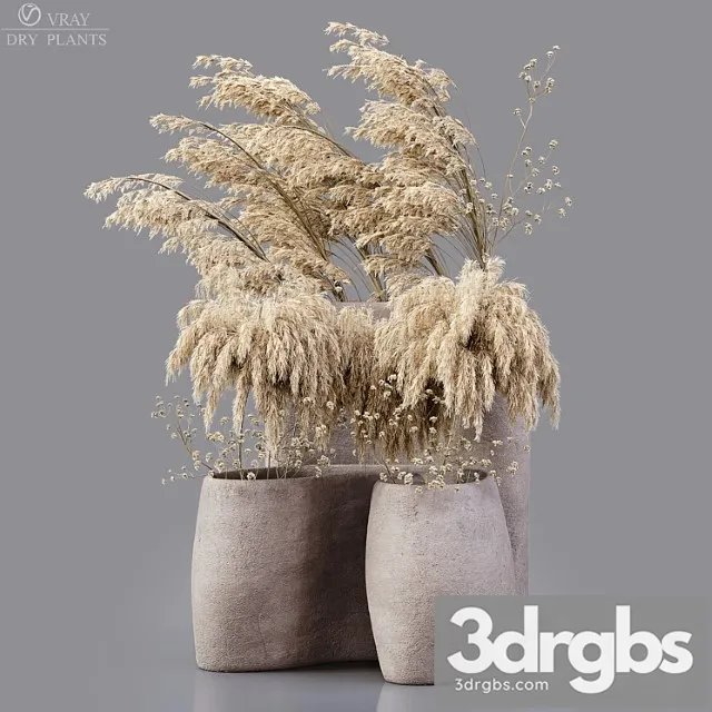 Dry plants 1 Dry plants 1