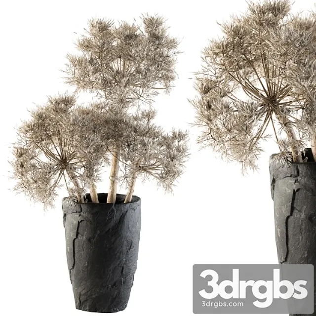 Dry plants 32 – dried plant Dry plants 32 – dried plant