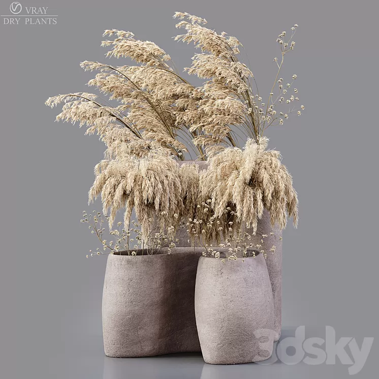 Dry plants 3D Model