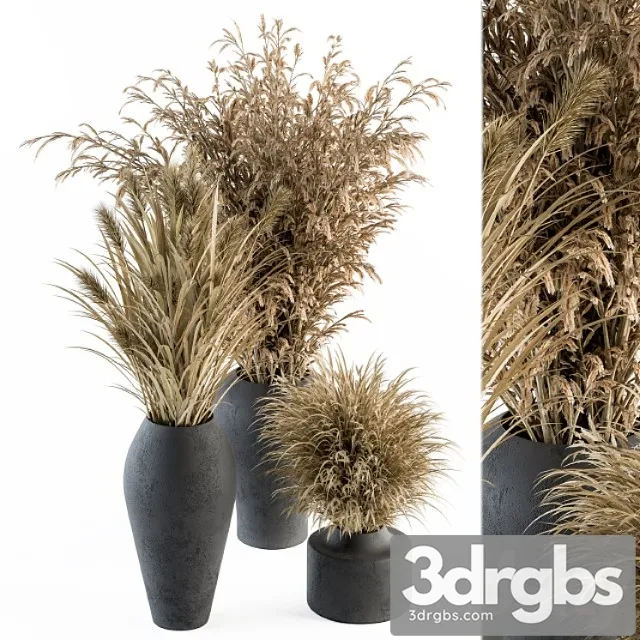 Dry plants 81 – dried plants set Dry plants 81 – dried plants set