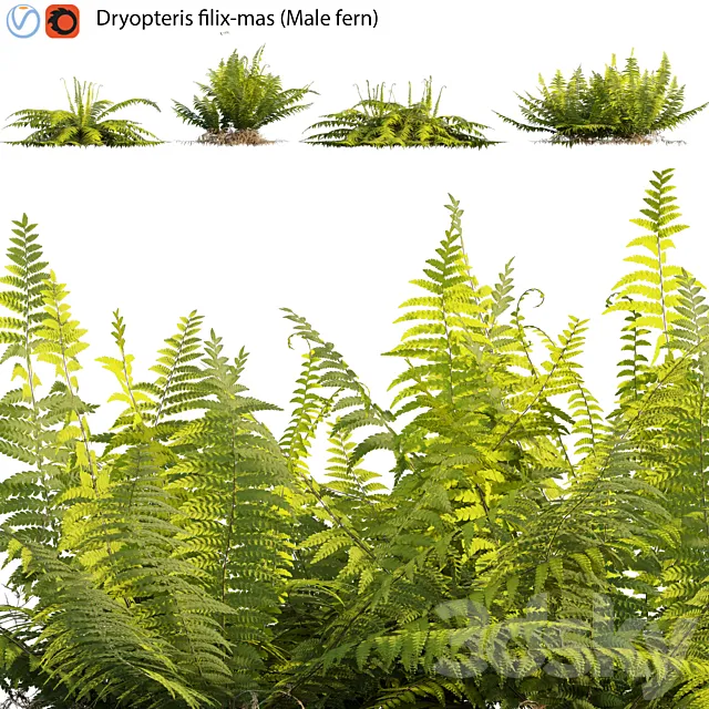 Dryopteris filix-mas – Male fern -02 3D Model Dryopteris filix-mas – Male fern -02 3D Model