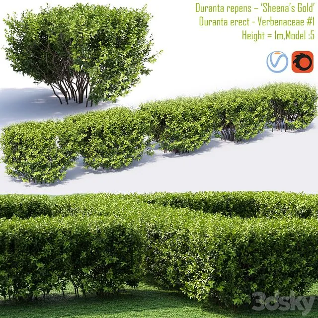 Duranta repens – Sheena’s Gold- Duranta erect 1 3D Model