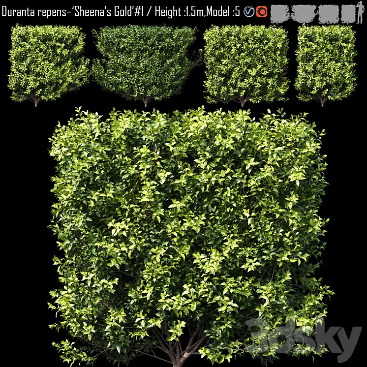 Duranta repens – 'Sheena's Gold'- Duranta erect # 2 3D Model