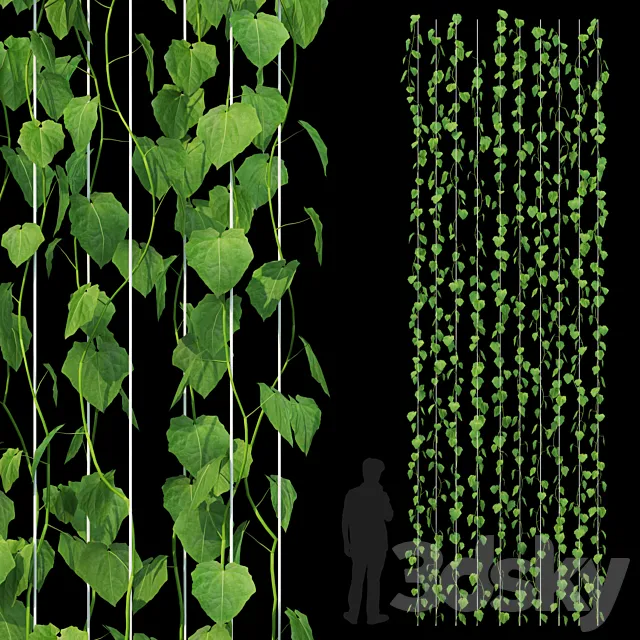 Dutchman’s Pipe climbing on wires 3DModel Dutchman’s Pipe climbing on wires 3DModel