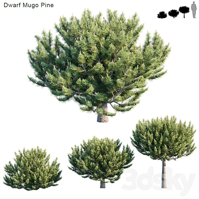 Dwarf Mugo Pine # 2 3D Model