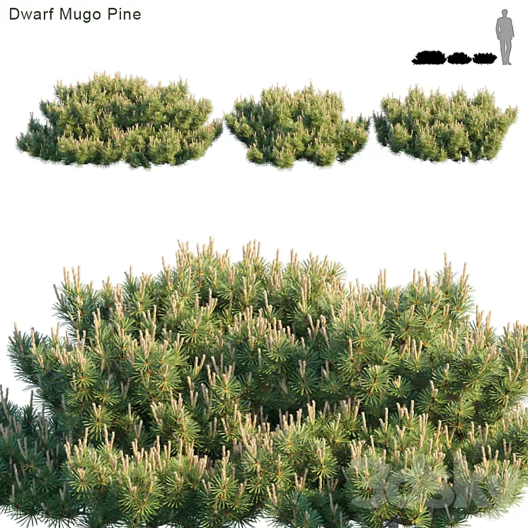 Dwarf Mugo Pine | Creeping pine 3D Model Dwarf Mugo Pine | Creeping pine 3D Model