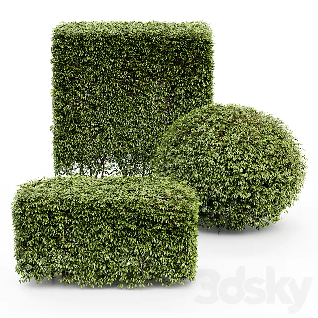 Dwarf Yaupon Holly – Spherical + Box hedge 3D Model