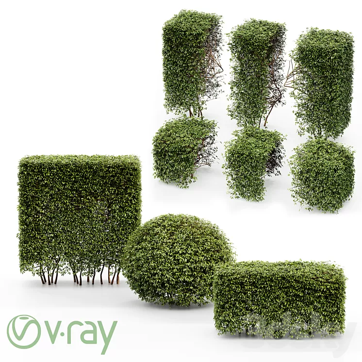 Dwarf Yaupon Holly – Spherical + Box hedge 3D Model