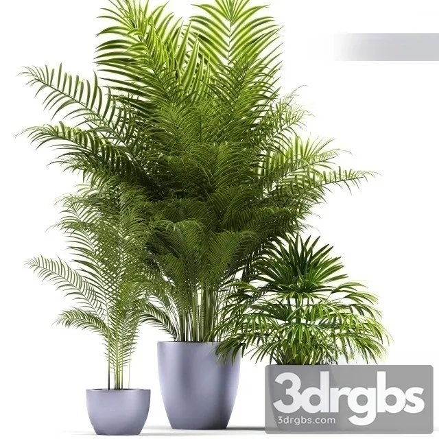 Dypsis Lutescens 3D Model Download