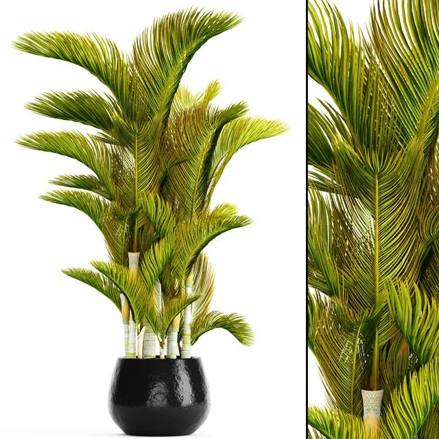 Dypsis lutescens 3D Model Dypsis lutescens 3D Model