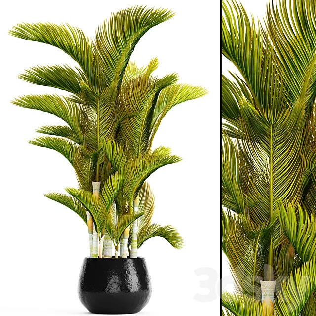 Dypsis lutescens – Dyssic yellowish Dipsis yellowish ornamental palm tree tropical exotic thickets plant flowerpot pot 3D Model Dypsis lutescens – Dyssic yellowish Dipsis yellowish ornamental palm tree tropical exotic thickets plant flowerpot pot 3D Model