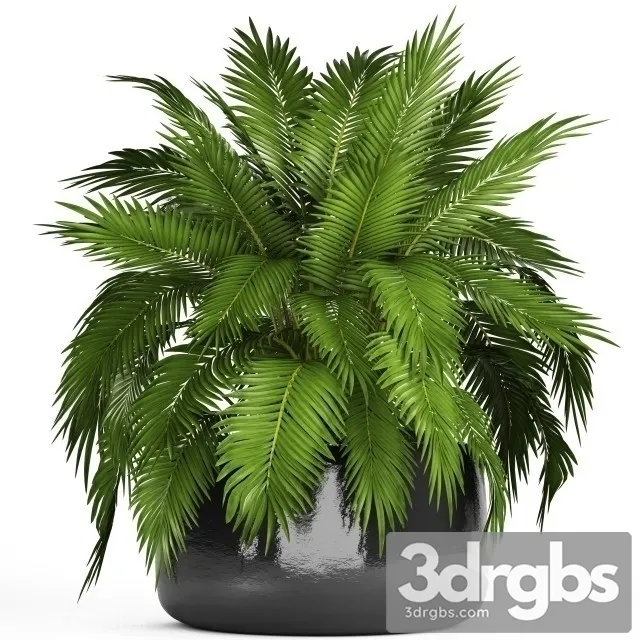 Dypsis Lutescens Mini Indoor 3D Model Download