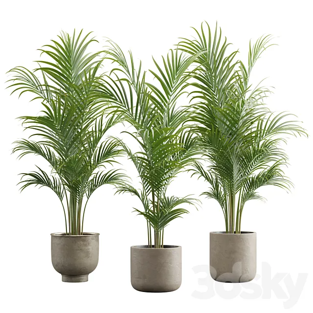Dypsis Lutescens Set – Areca Palm 3D Model Dypsis Lutescens Set – Areca Palm 3D Model