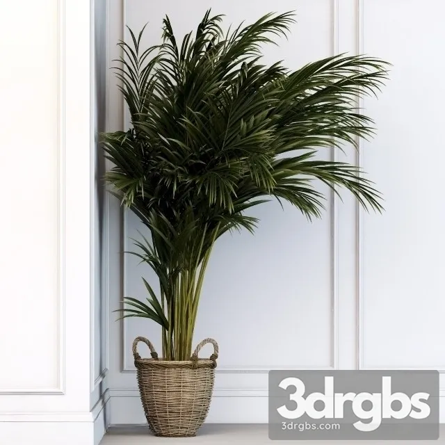 Dypsis Plant 3D Model Download