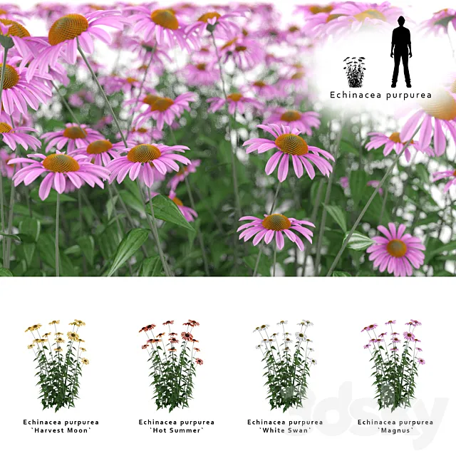 Echinacea purpurea bush | Echinacea purpurea 3D Model Echinacea purpurea bush | Echinacea purpurea 3D Model