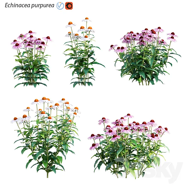 Echinacea purpurea – Coneflower 3D Model