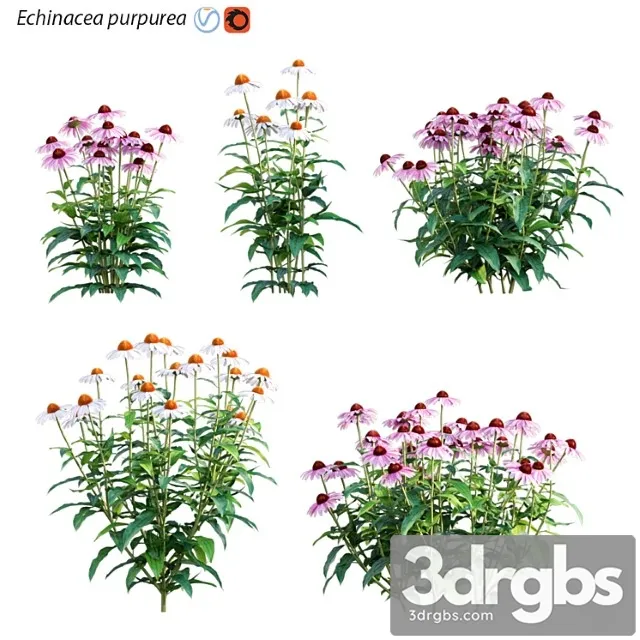 Echinacea purpurea – coneflower Echinacea purpurea – coneflower