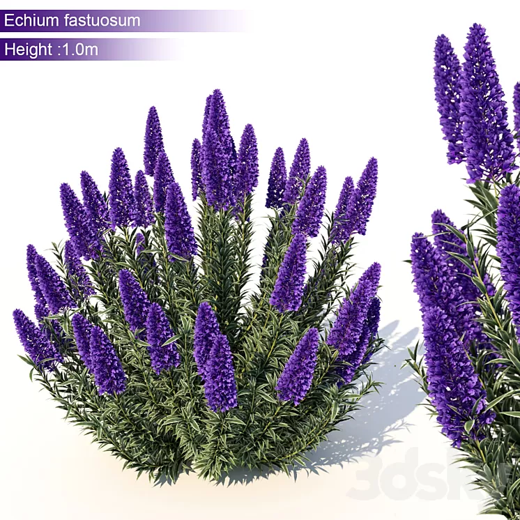 Echium candicans 3D Model Echium candicans 3D Model