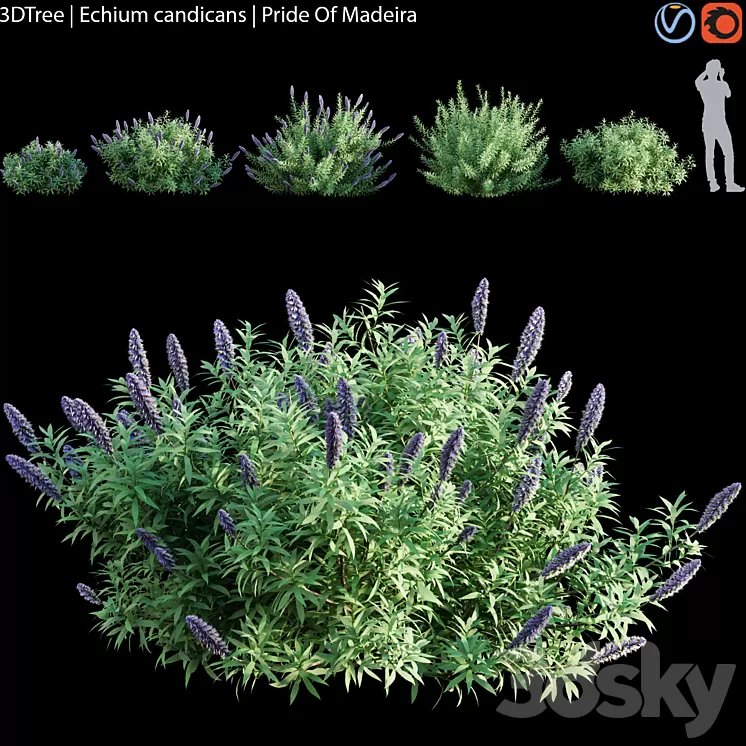 Echium candicans | Pride of madeira 3D Model