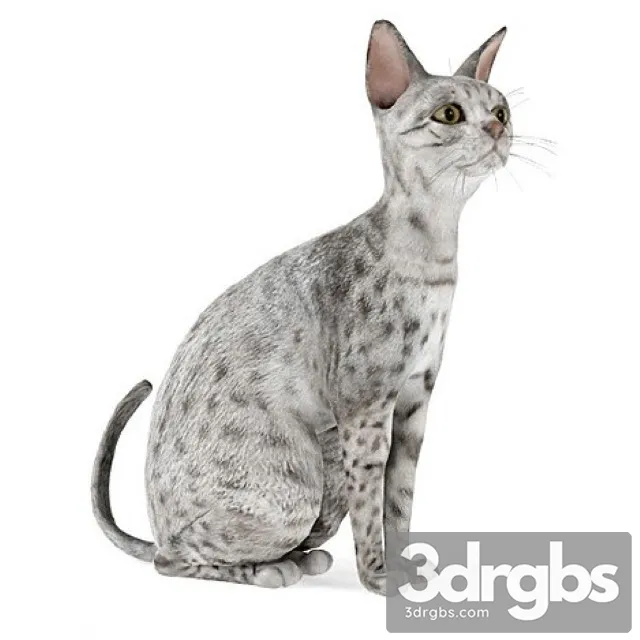 Egyptian Mau Cat 3D Model Download