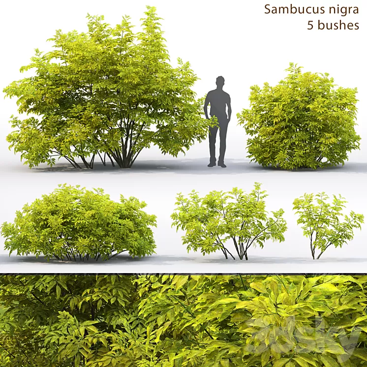 Elderberry | Sambucus nigra # 2 3D Model