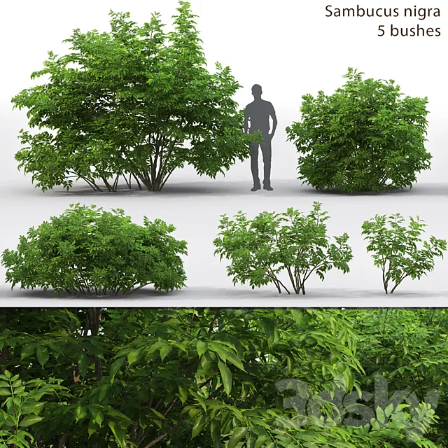 Elderberry | Sambucus nigra # 3 3D Model