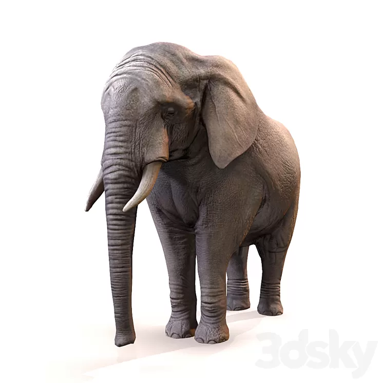Elephant / Elephant 3D Model