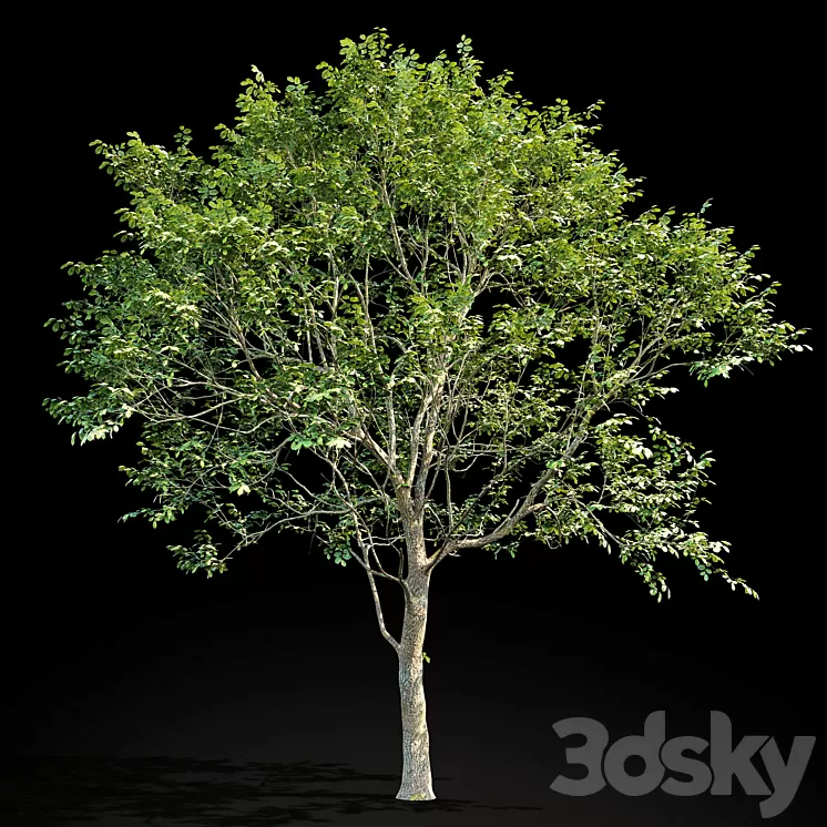 Elm (Elm) 8 m 3D Model