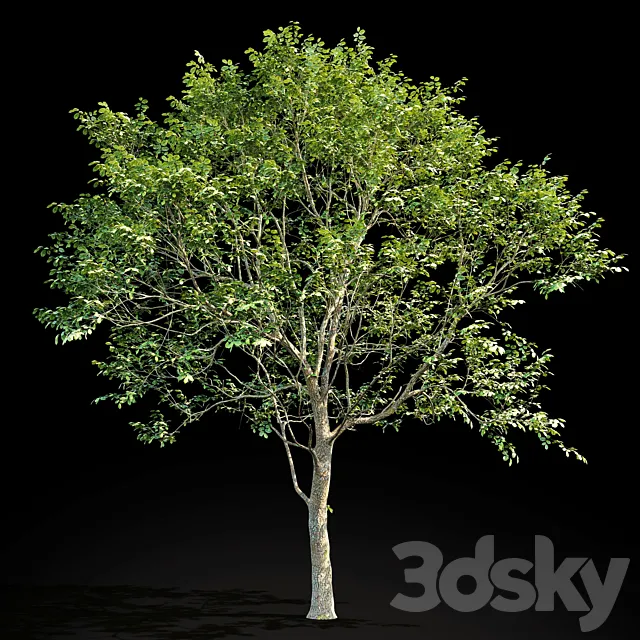 Elm (Elm) 8 m 3DModel