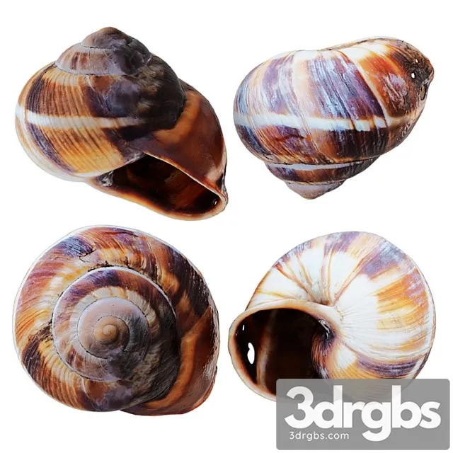 Empty Shell Snail 3D Model Download