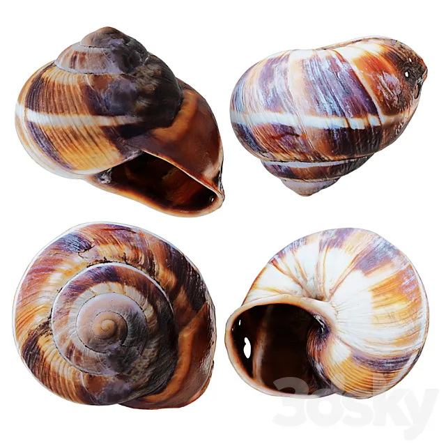 Empty Shell Snail 3D Model
