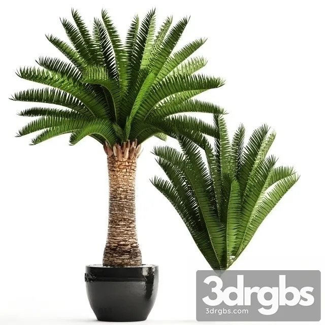 Encephalartos Altensteinii 3D Model Download
