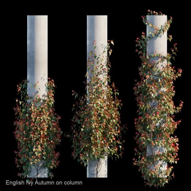 English Ivy Autumn on column 3D Model English Ivy Autumn on column 3D Model