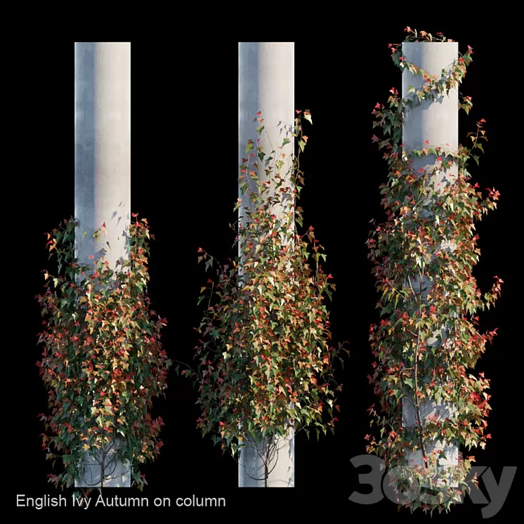 English Ivy Autumn on column 3D Model English Ivy Autumn on column 3D Model