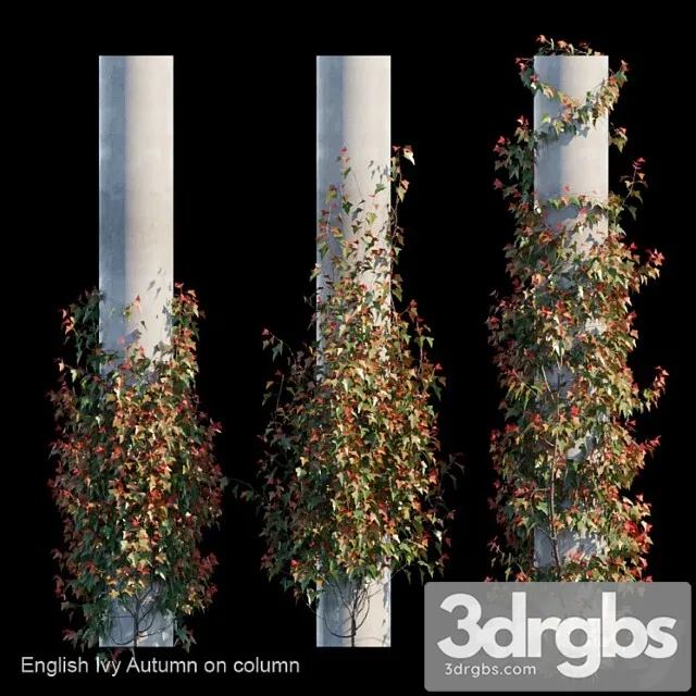 English ivy autumn on column English ivy autumn on column