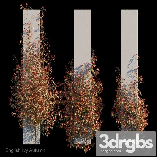 English ivy autumn English ivy autumn