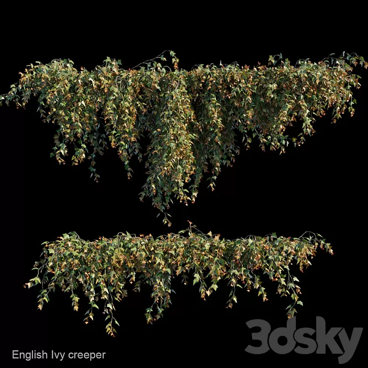 English Ivy creeper 3D Model English Ivy creeper 3D Model