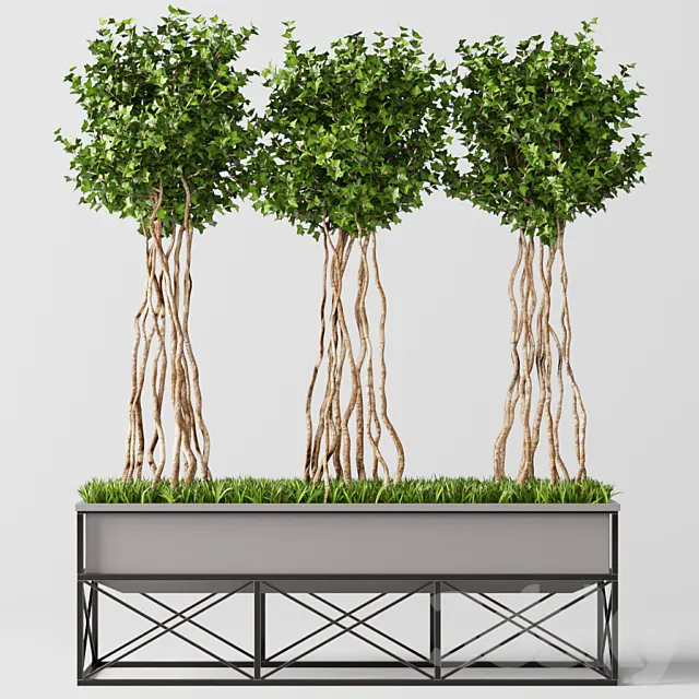 English Ivy Topiary 3D Model English Ivy Topiary 3D Model
