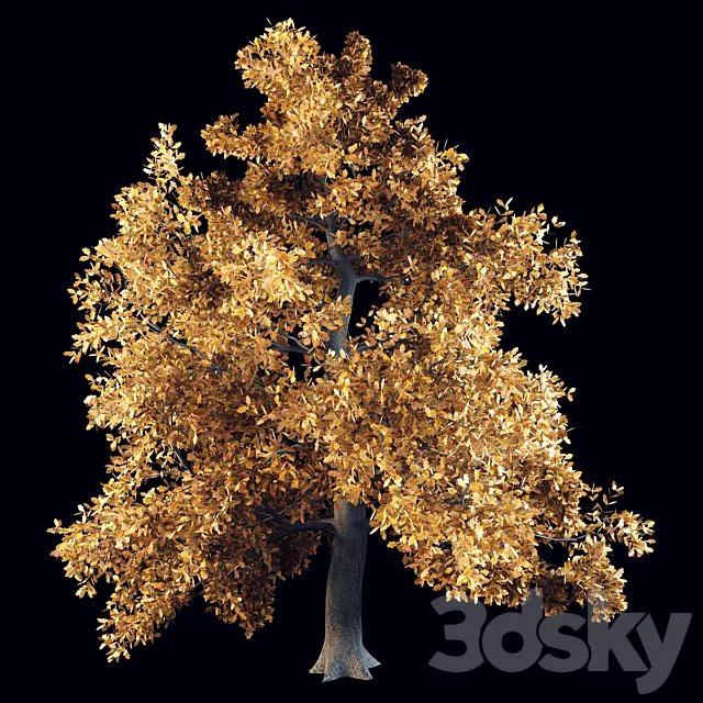 English oak 3D Model English oak 3D Model