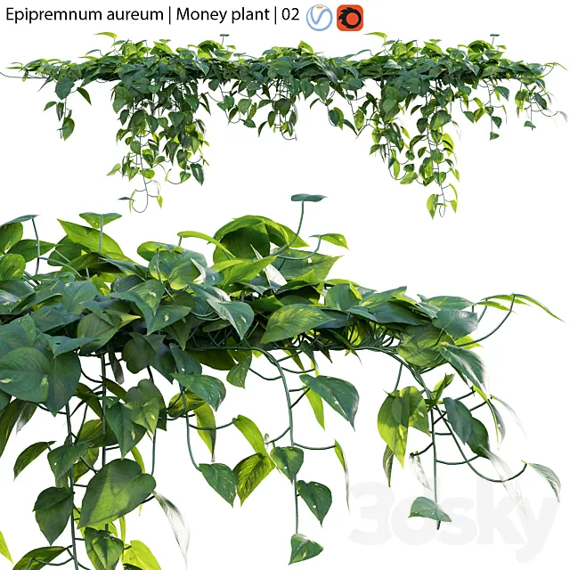 Epipremnum aureum – Money plant – 02 3D Model Epipremnum aureum – Money plant – 02 3D Model