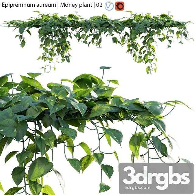 Epipremnum aureum – money plant – 02 Epipremnum aureum – money plant – 02