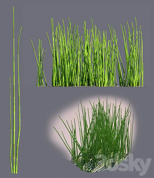 Equisetum 3D Model
