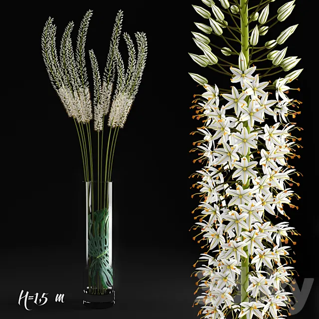 Eremurus _ Eremurus 3DModel Eremurus _ Eremurus 3DModel