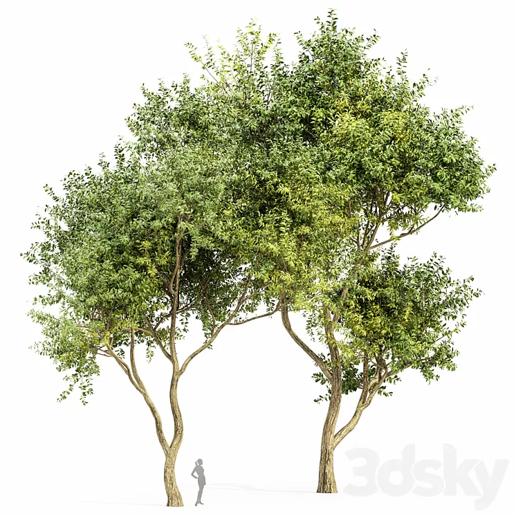 Eucalyptus 2trees 3D Model Eucalyptus 2trees 3D Model