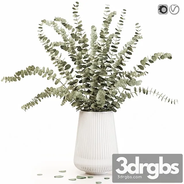 Eucalyptus 3 Eucalyptus 3