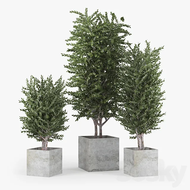 Eucalyptus 3D Model Eucalyptus 3D Model